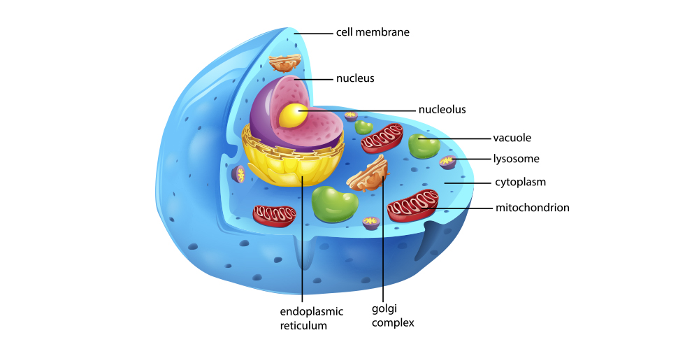 the anatomy of a cell