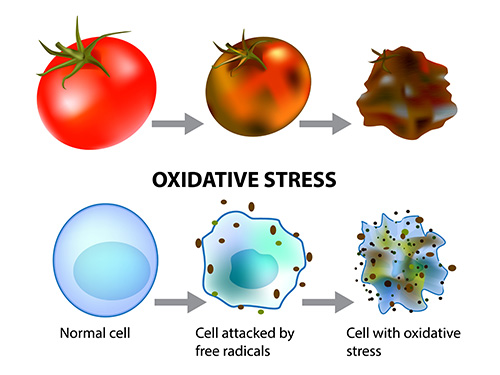 oxidative stress and cellular aging