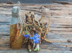 Tincture of chicory roots